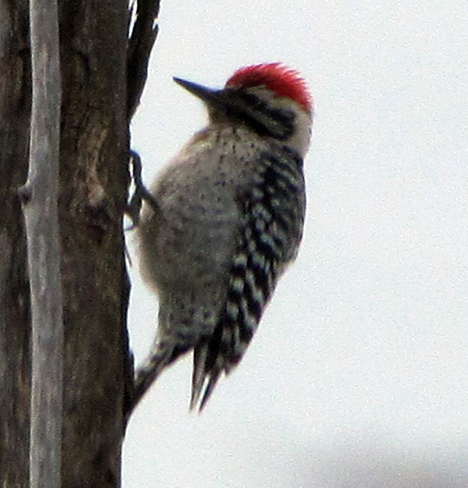 woodpecker